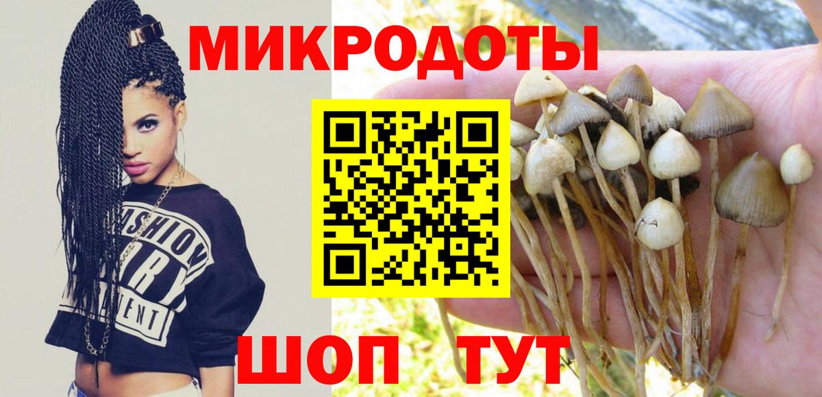 Галлюциногенные грибы Psilocybe Елец
